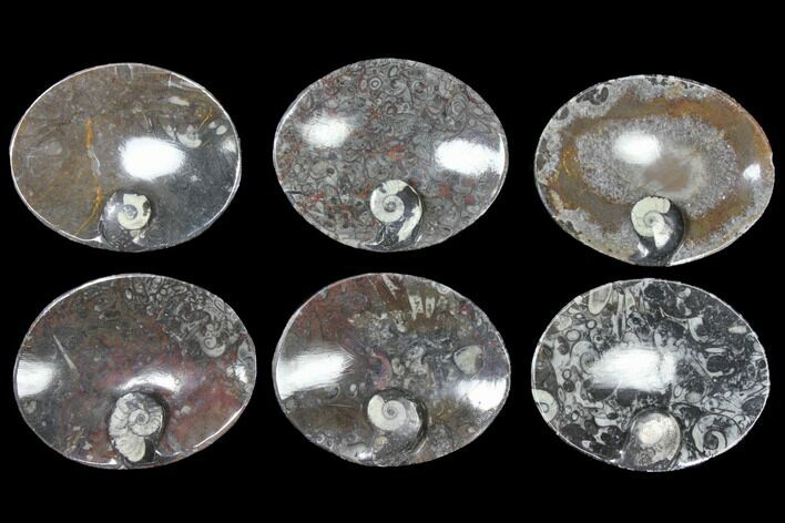 Lot: Oval Dishes With Goniatite Fossils - Pieces #119404